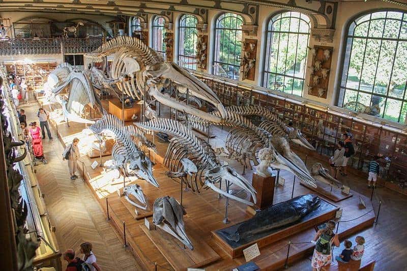 Giant fossils in the paris museum of natural history
