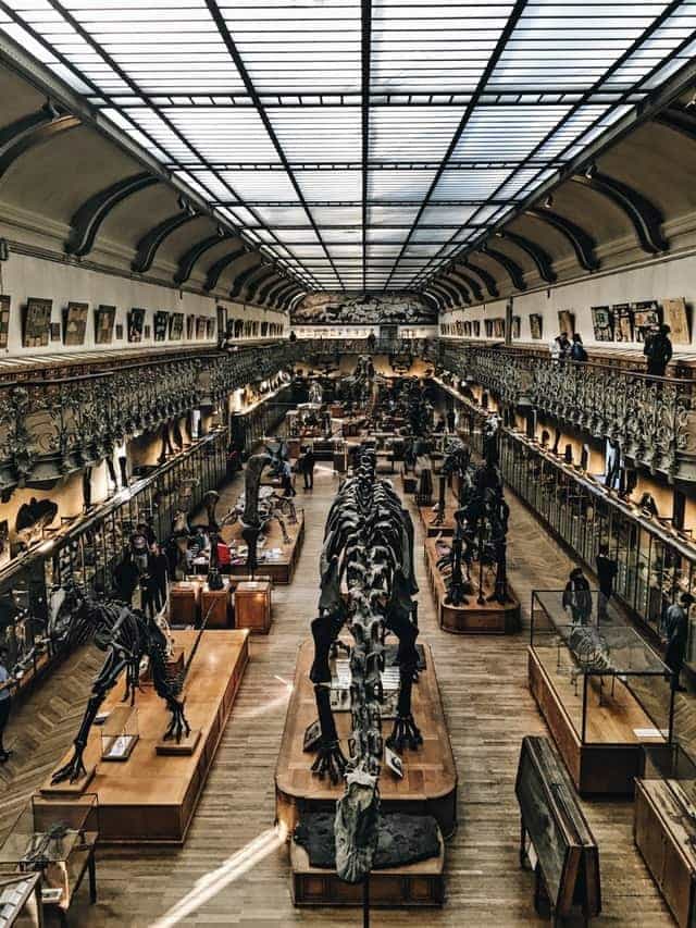 paris museum of natural museums fossil records
