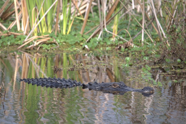 Florida alligators at panama zooworld conservatory