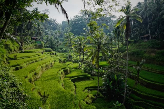 lush green rice fields with palm trees in Bali Indonesia