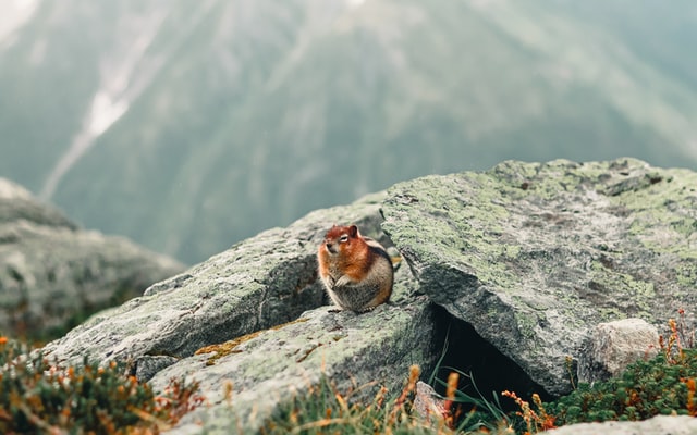 Glacier national park trails wildlife