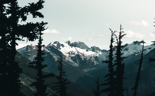 glacier national park trees and mountains