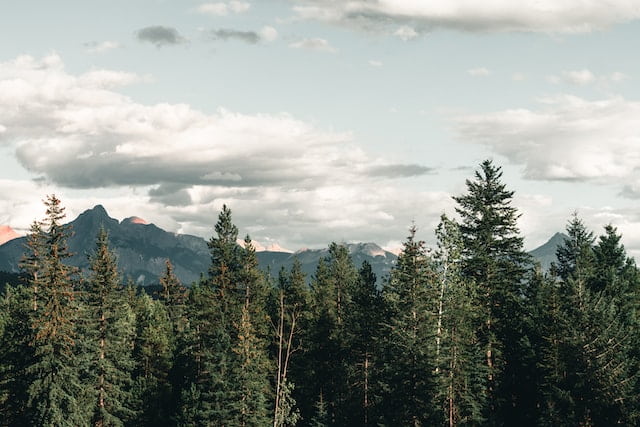 glacier park view of mountains and trees