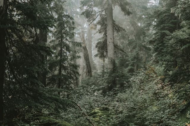 nature at the glacier national park