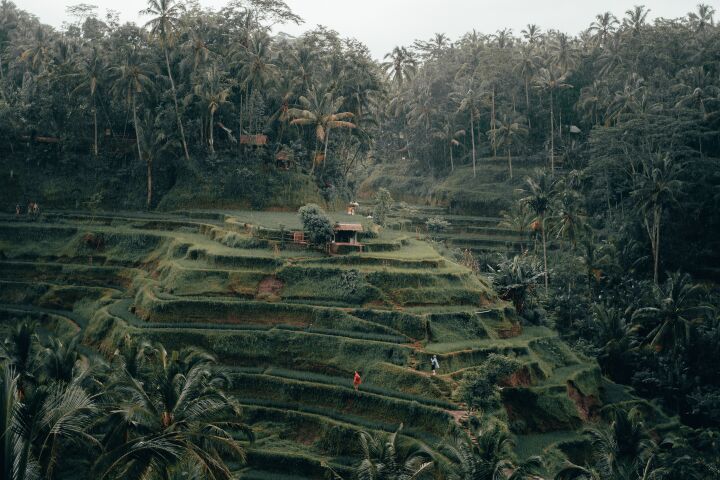 bali rice paddy fields on hills