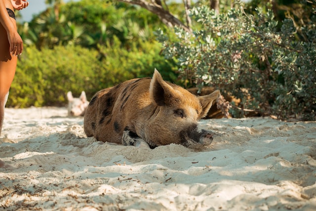 pig lying on the beach sand