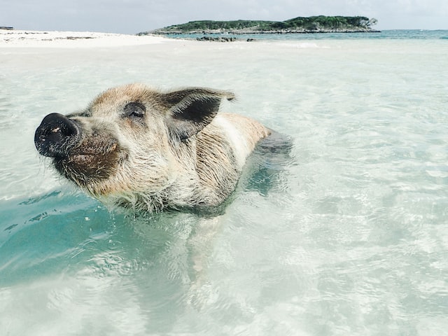 pig lounging in clear blue water in the bahamas
