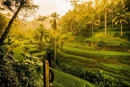 rice fields on the hills in ubud bali
