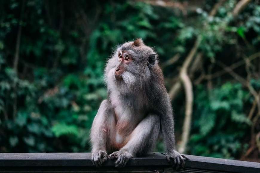 Monkey relaxing in the forest