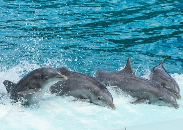 dolphin watching goa india
