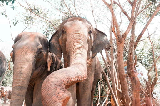Elephants in Thailand