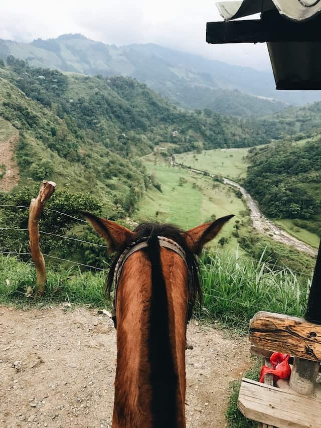 Horse overlooking a Colombian valley