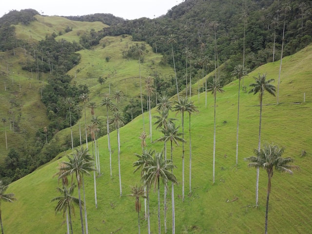 Coffee tour in Salento Colombia