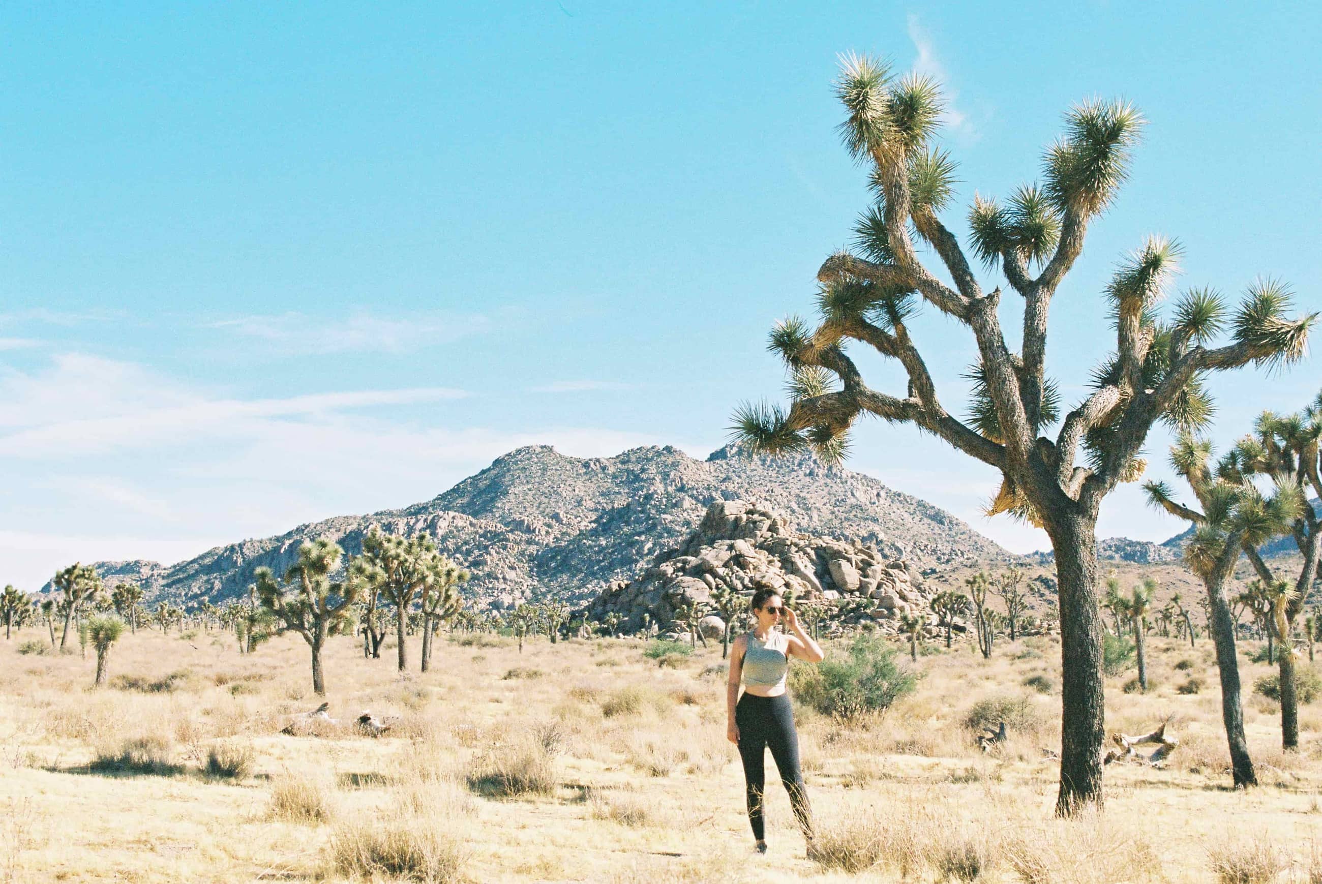 Unbelievable! What Nyt Says About Joshua Trees Will Amaze You - m69c48l