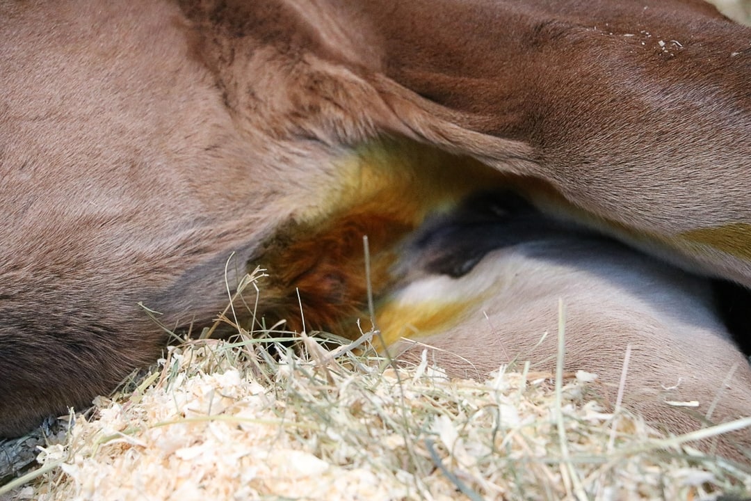 Repro/Fohlen-Inhaltsverzeichnis