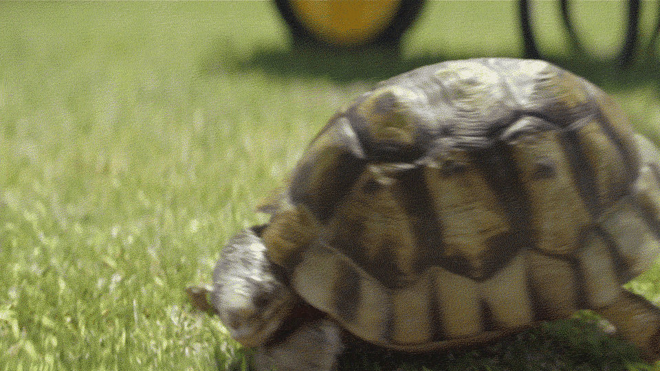 Red Knuckles Studios