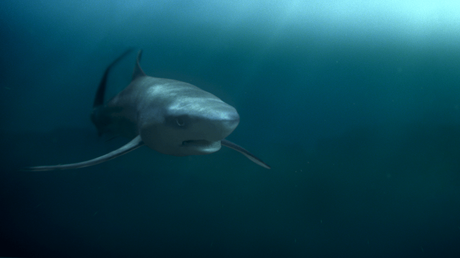 Red Knuckles Animation Studio