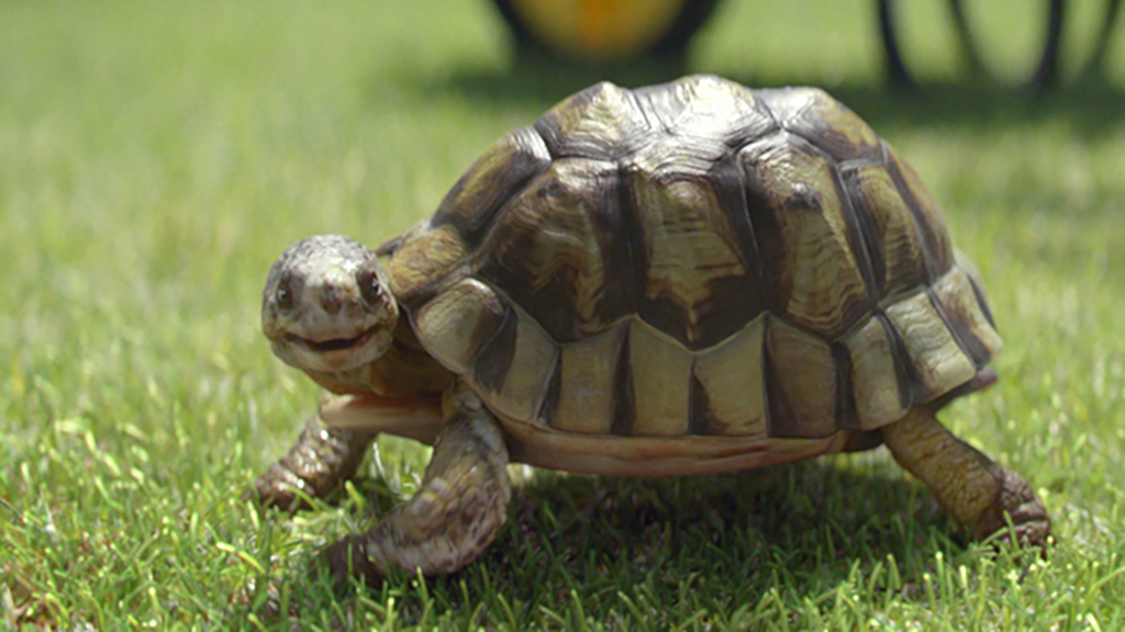 Red Knuckles Studios