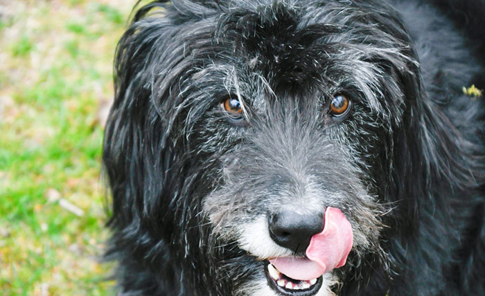 chlorophyll tablets for dogs