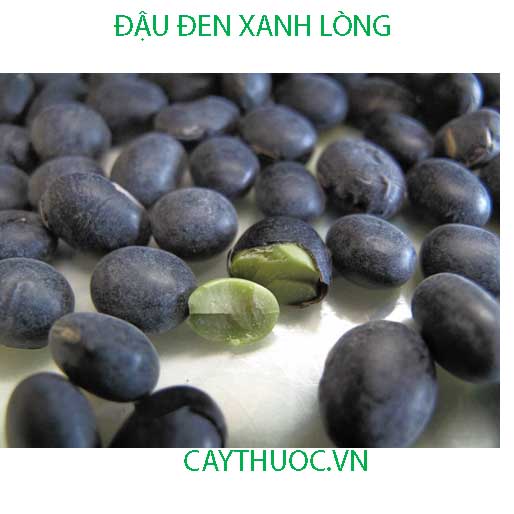 tac dung cua dau den xanh long