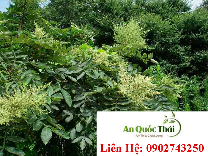 cay muoi chua benh than