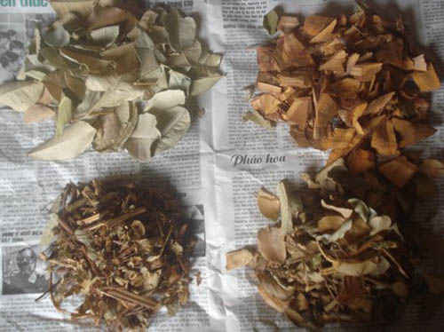 hinh anh cay muoi chua benh than