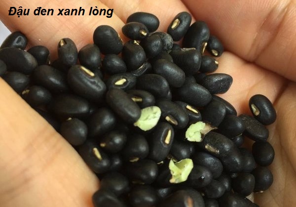 dau den xanh long mua o dau