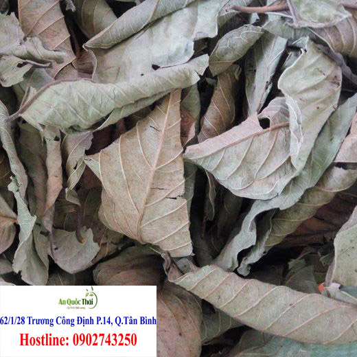 cong dung cua la oi