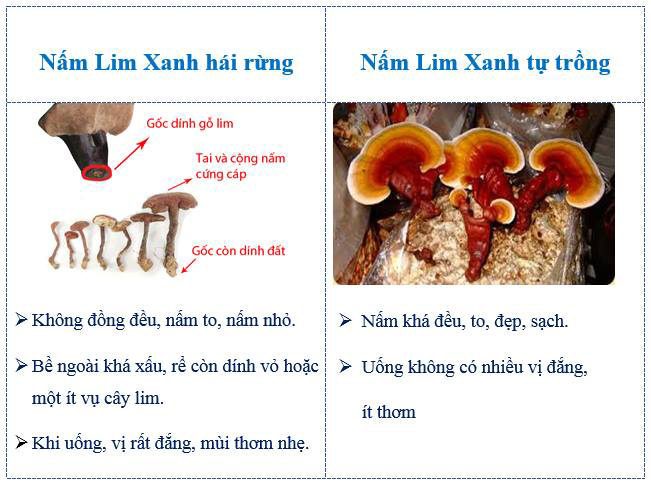 mua nam lim xanh