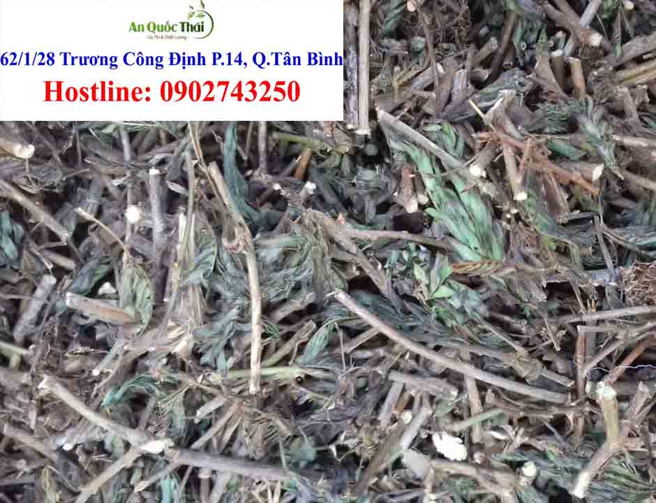 cay co nguoi co tac dung gi