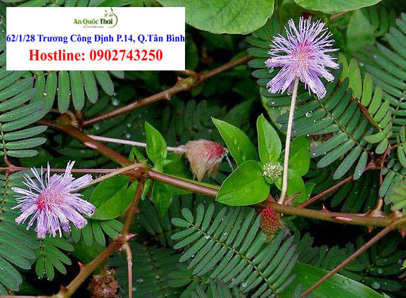 hinh anh cay co nguoi