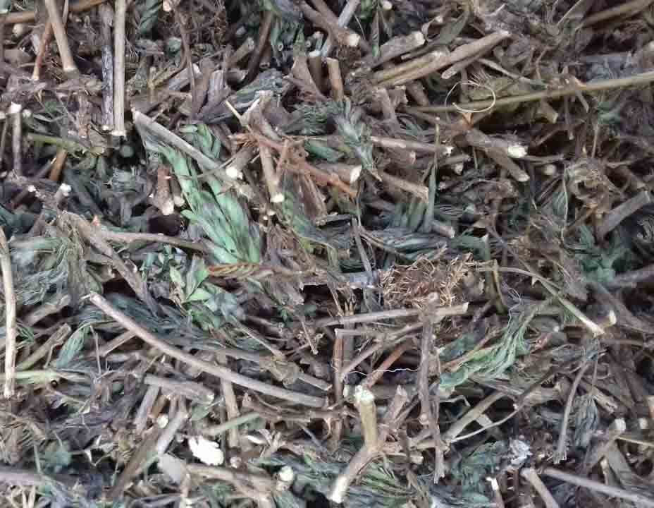 co nguoi la cay gi