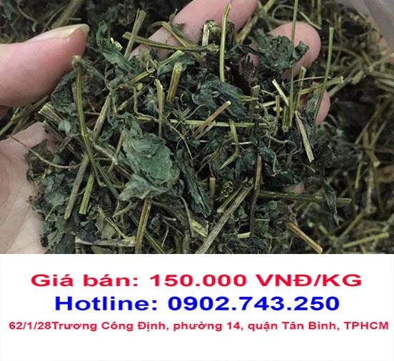 cay giao co lam mua o dau