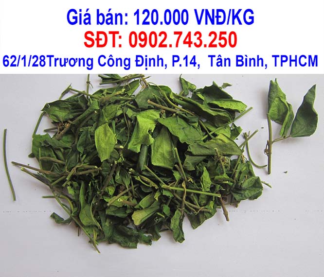 day thia canh ban o dau