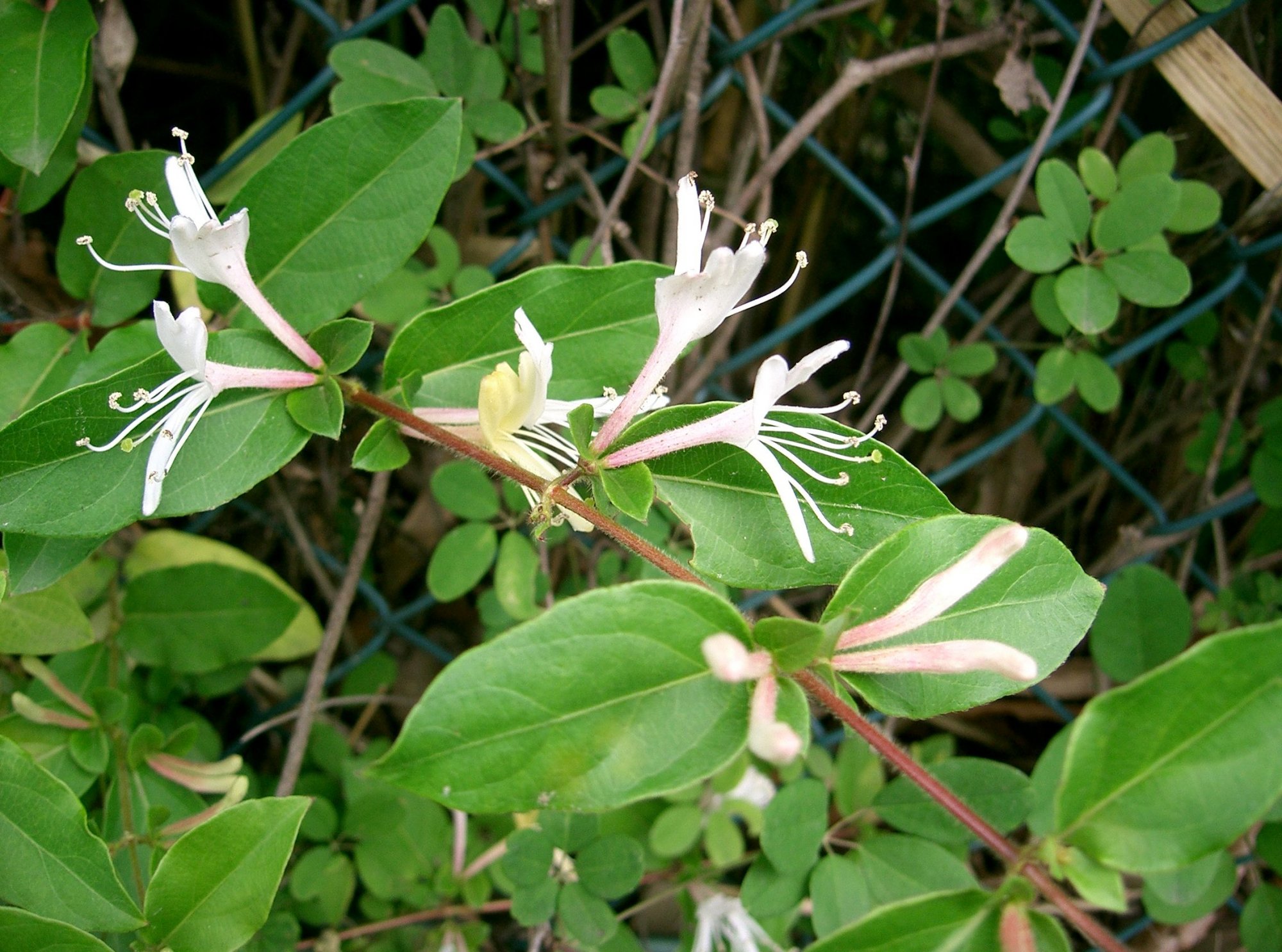 cay kim ngan hoa