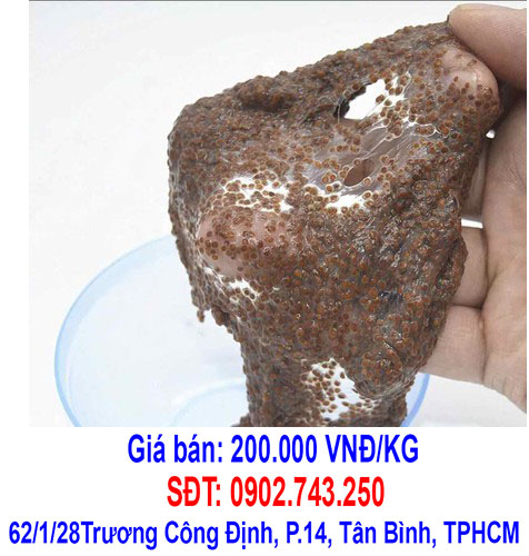 cach dap mat na ngu hoa hat