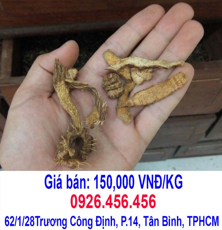 cay thuoc thien nien kien
