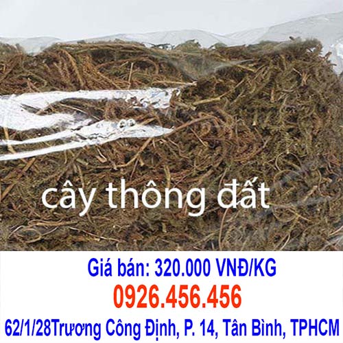 cay thong dat