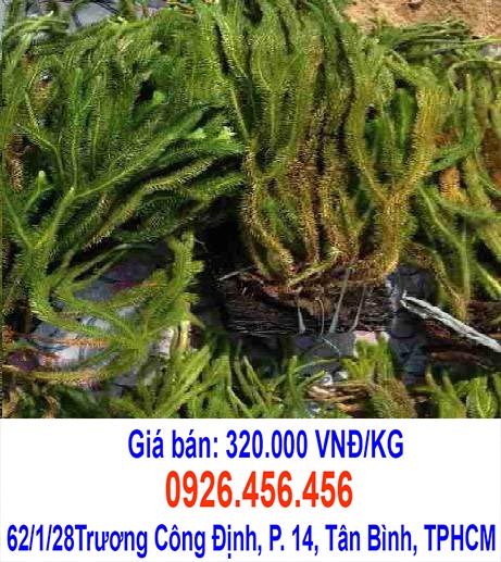 tac dung cua cay thong dat
