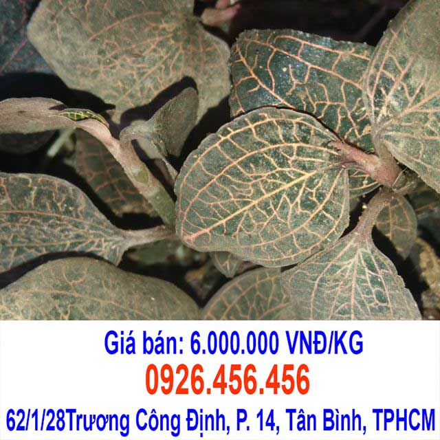 lan kim tuyen