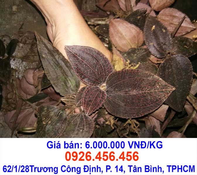 gia lan kim tuyen