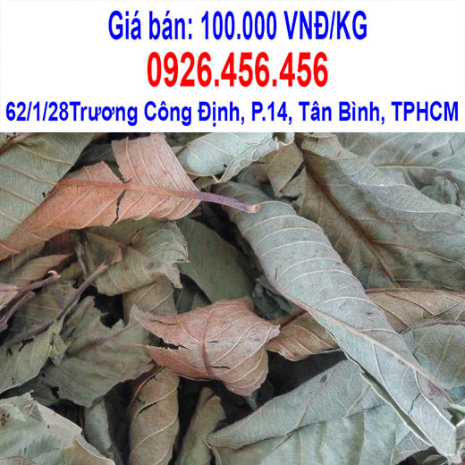 mua la oi kho o dau