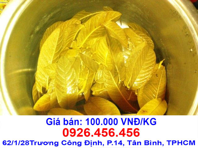 la oi chua benh gi