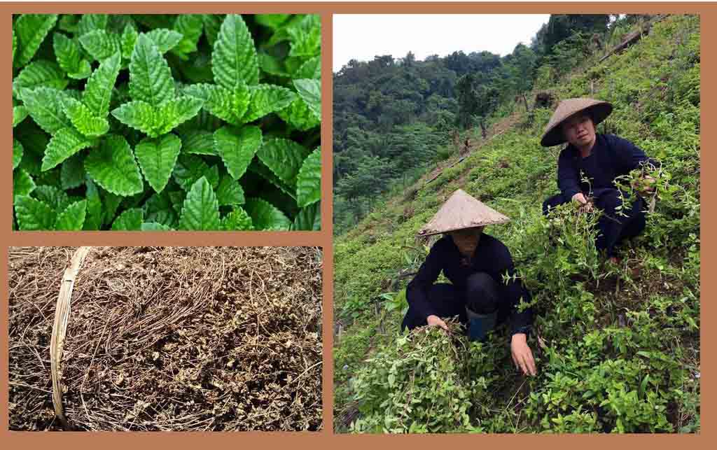 hinh anh cay suong sao