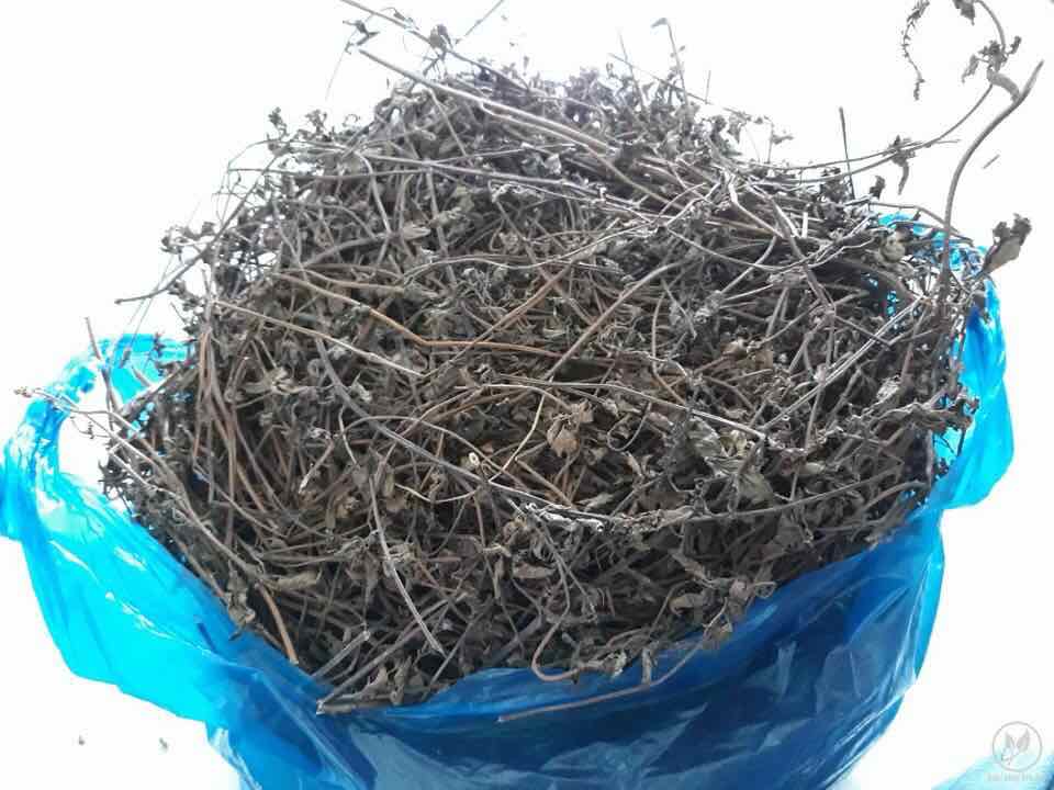 cay suong sao mua o dau