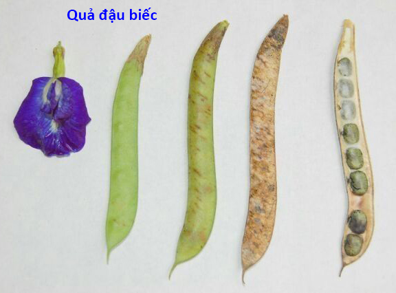 tac dung hoa dau biec