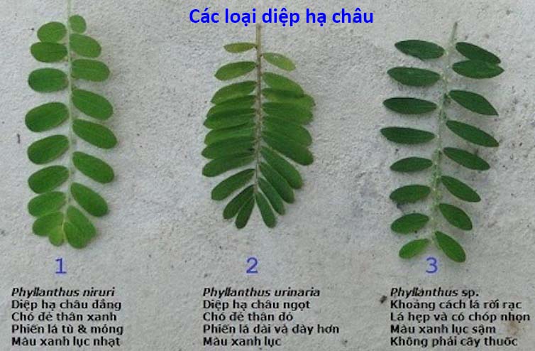 cay cho de tri benh gi