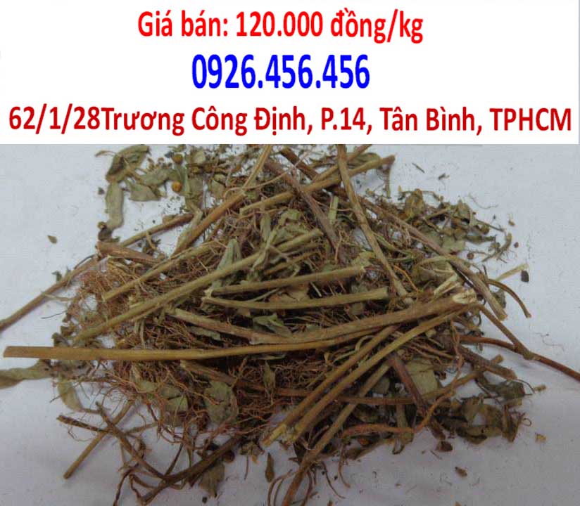 cay cho chua benh gi