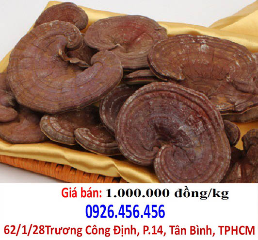 nam linh chi