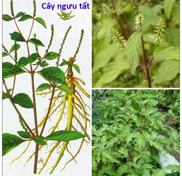 cay nguu tat